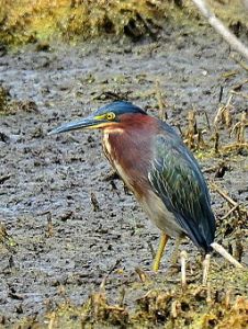This beautiful photograph of a green heron was provided by By CheepShot (Green Heron) [CC BY 2.0 (http://creativecommons.org/licenses/by/2.0)], via Wikimedia Commons