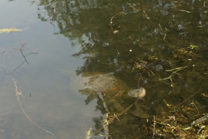 This is my (sad) shot of the snapping turtle at the corner of the pond.  Even after considerable digital editing, you can't see as much of the turtle as I'd like.  Not only does surface reflection interfere, but the turtle's back is covered with muddy algae that helps it blend in with the bottom of the pond.