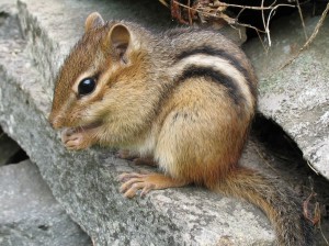 An eastern chipmunk caught in action by "Tamias striatus2" by Gilles Gonthier - http://www.flickr.com/photos/gillesgonthier/291562671/. Licensed under CC BY 2.0 via Wikimedia Commons - http://commons.wikimedia.org/wiki/File:Tamias_striatus2.jpg#/media/File:Tamias_striatus2.jpg