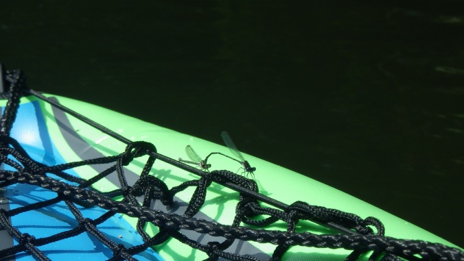From the middle of summer to the first freeze, the lake air is filled with dragonflies and damselflies fulfilling their biological duties. They'll land just about anywhere, including the arms of a swimmer, in order to have a stable platform for their love nest. Here we see two future parents who have alighted on my kayak's bow.